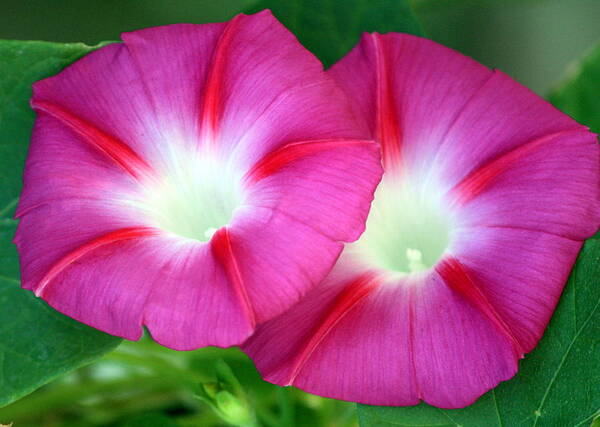 Nature Art Print featuring the photograph Morning Glories by Sheila Brown
