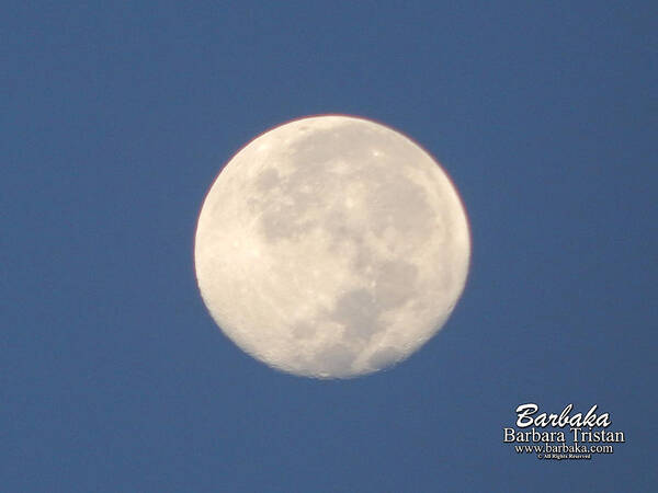 Morning Moon Art Print featuring the photograph Morning Moon by Barbara Tristan