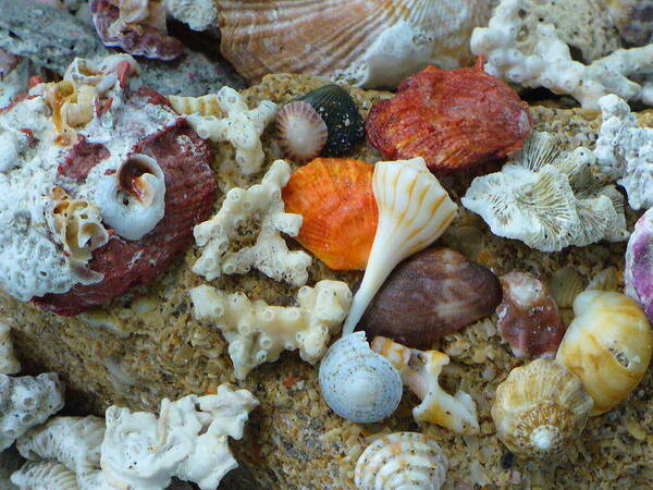 Shells Art Print featuring the photograph Morning Treasures by Peggy King