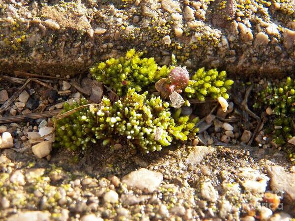 Moss Art Print featuring the photograph Moss and Pebbles by Corinne Elizabeth Cowherd