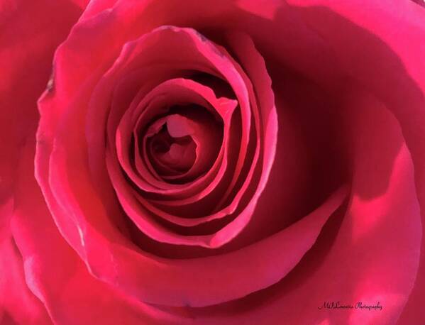 Rose Art Print featuring the photograph Mother's Rose by Marian Lonzetta