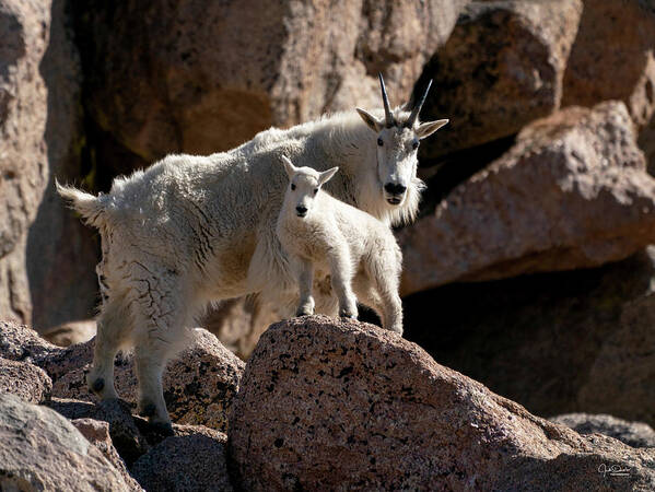 Mountain Goat Art Print featuring the photograph Mountain Goat Mom to the Rescue by Judi Dressler