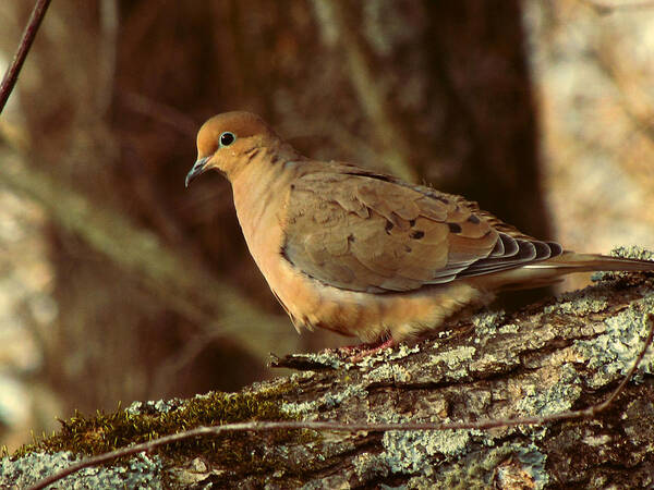 Photo Art Print featuring the photograph Mourning Dove at Dusk by Amy Tyler