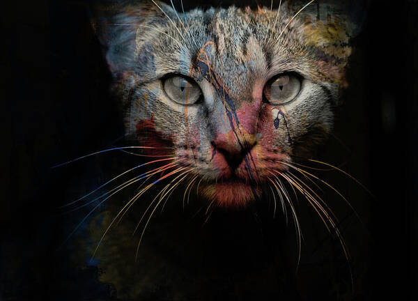 Cat Art Print featuring the photograph Mr Bo by Paul Lovering
