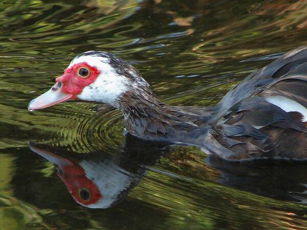 Duck Art Print featuring the photograph Muscovy Reflection by Carl Moore