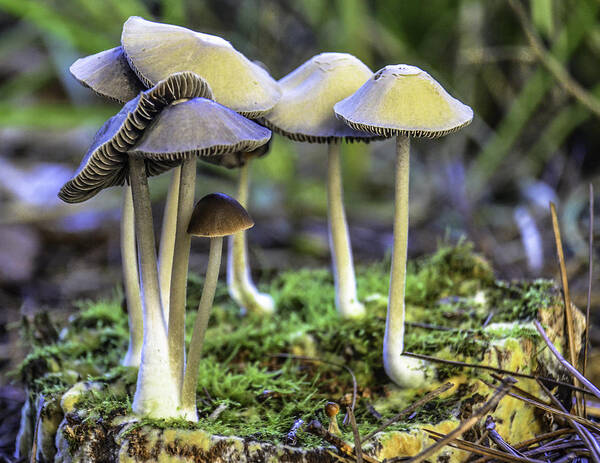 Nature Art Print featuring the photograph Family of Mushrooms by WAZgriffin Digital