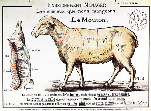 Le Mouton; Lamb; Sheep; Joint; Cut; Meat; Food; Animal; Mutton; Butchering Art Print featuring the drawing Mutton by French School