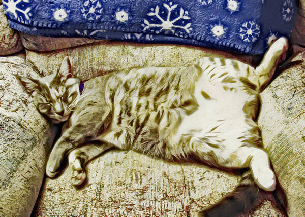 Cat Art Print featuring the photograph Nap Position Number 16 by David G Paul