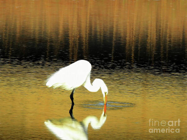 Great White Egret Art Print featuring the photograph Natural Beauty by Scott Cameron