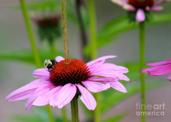 Pink Art Print featuring the photograph Nature's Beauty 90 by Deena Withycombe