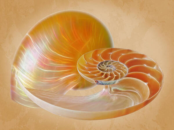 Nautilus Shell Art Print featuring the photograph Nautilus Golden Glow by Gill Billington