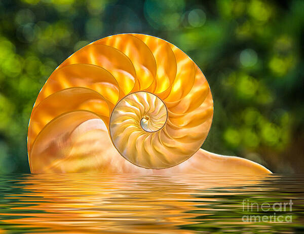 Nautilus Art Print featuring the photograph Nautilus Shell Submerged In Water by Mimi Ditchie