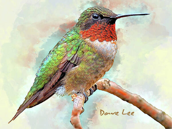 Hummingbird Art Print featuring the mixed media Nectar Bandit by Dave Lee