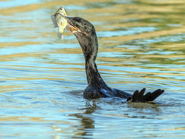 Neotropic Art Print featuring the photograph Double-crested Cormorant 0166-111017-1 by Tam Ryan