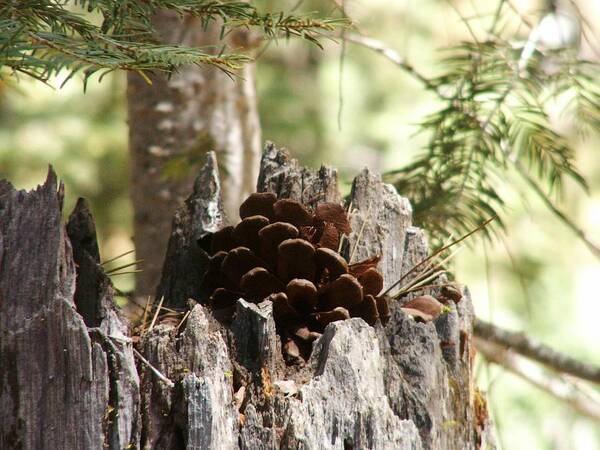 Pine Art Print featuring the photograph Nestled by Nancy Atherton Cheadle