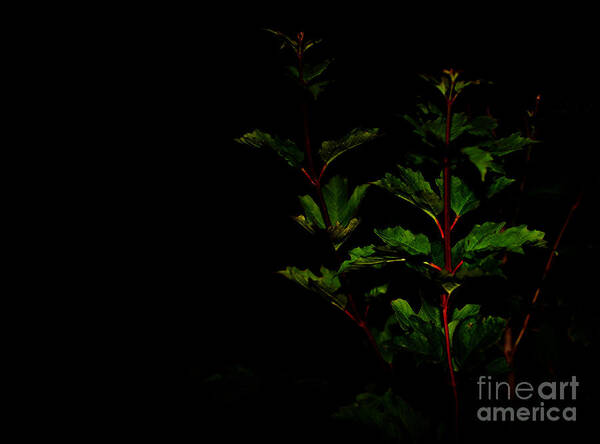 Plant Art Print featuring the photograph Night Garden by Linda Shafer