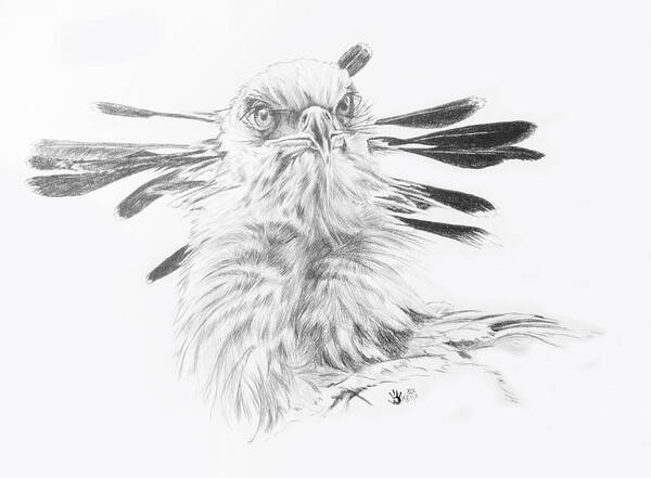 Bird Of Prey Art Print featuring the drawing Nine 2 Five by Barbara Keith