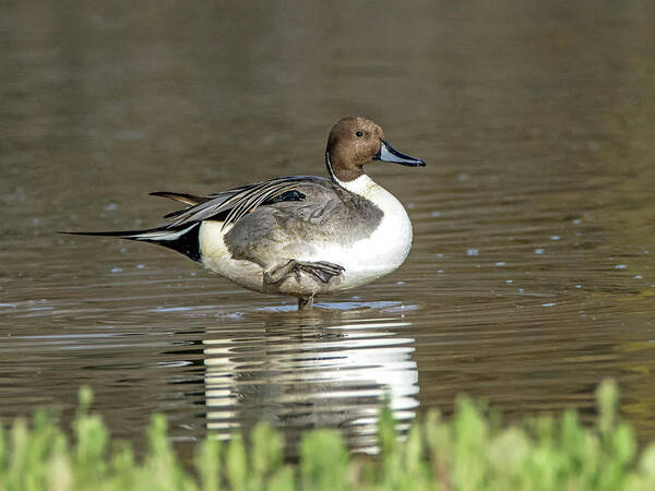 Pintail Art Print featuring the photograph Northern Pintail Duck by Tam Ryan