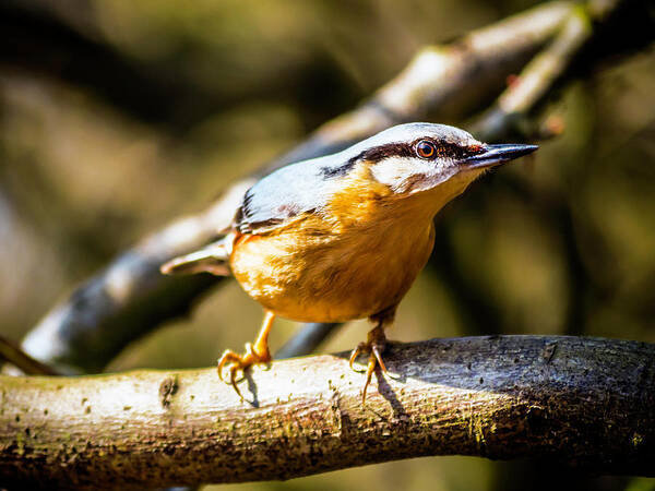 Birds Art Print featuring the photograph Nuthatch Intense by Nick Bywater