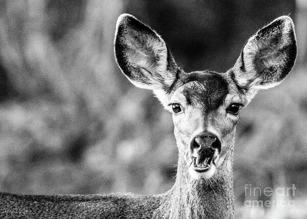 Wildlife Art Print featuring the photograph Oh, Deer, Black and White by Adam Morsa