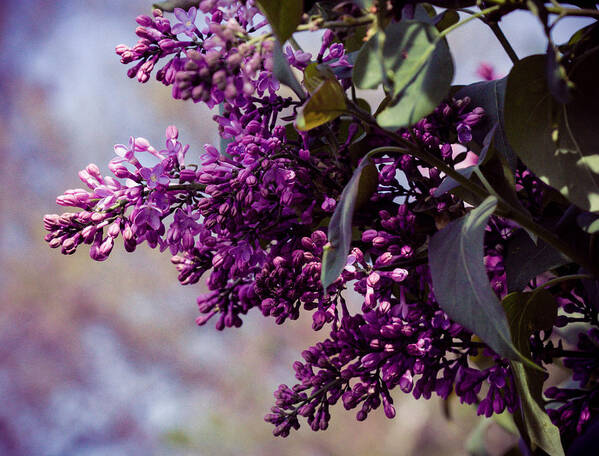 Lilac Art Print featuring the photograph Old World Lilac by Cathy Donohoue