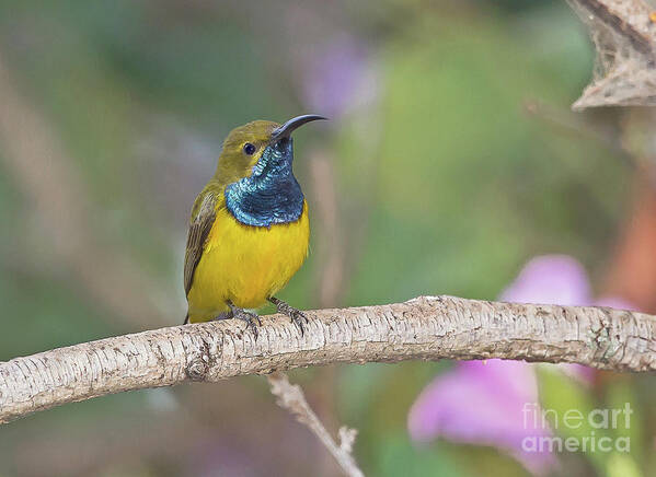 2014 Art Print featuring the photograph Olive-backed Sunbird by Jean-Luc Baron