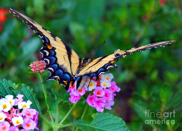 Nature Art Print featuring the photograph On A Wing N A Prayer by Skip Willits