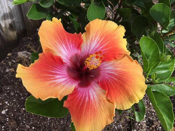 Hibiscus Art Print featuring the photograph Orange and Red Beauty by Val Oconnor
