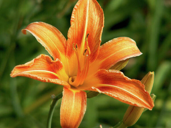 Lily Art Print featuring the photograph Orange Delight by Lisa Blake