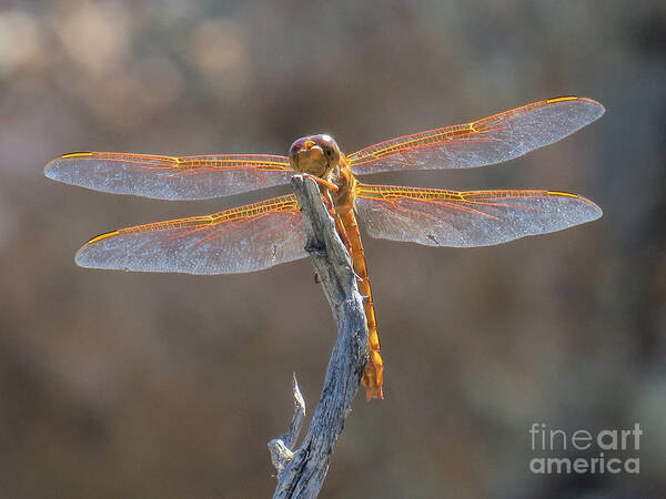 Nature Art Print featuring the photograph Dragonfly 3 by Christy Garavetto
