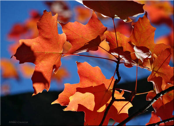 Leaves Art Print featuring the photograph Orange Leaves by Mikki Cucuzzo