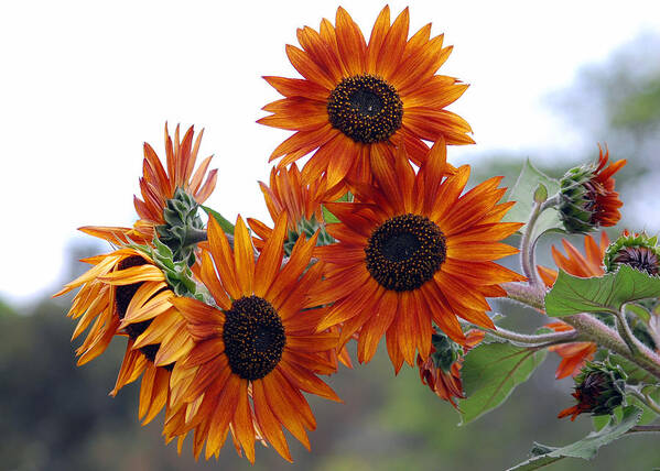 Sunflower Art Print featuring the photograph Orange Sunflower 1 by Amy Fose