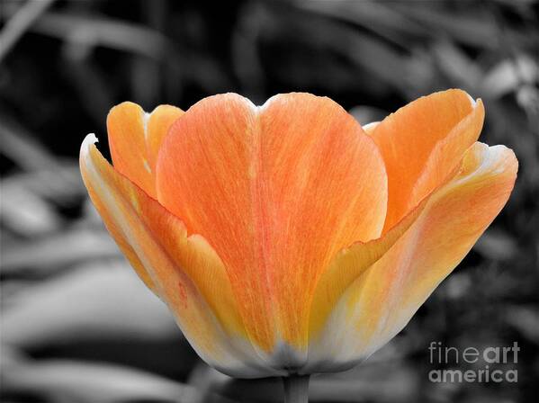 Tulip Art Print featuring the photograph Orange Tea Cup Tulip by Chad and Stacey Hall