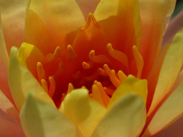 Lily Art Print featuring the photograph Orange Water Lily by Juergen Roth