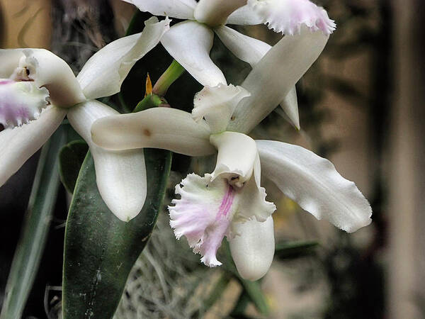 Orchid Art Print featuring the photograph Orchid Cattleya Intermedia by C H Apperson