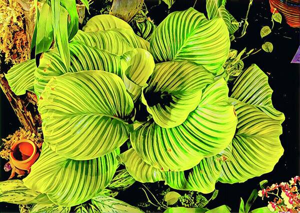 #flowersofaloha #flowers # Flowerpower #aloha #hawaii #aloha #puna #pahoa #thebigisland #orchidgreenfadealoha #greenfade #orchid Art Print featuring the photograph Orchid Green Fade Aloha by Joalene Young