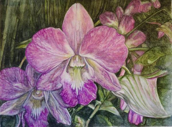 Watercolor Art Print featuring the painting Orchid Phalaenopsis by Jodi Higgins