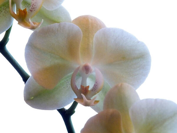 Flower Art Print featuring the photograph Orchids 3 by Mike McGlothlen