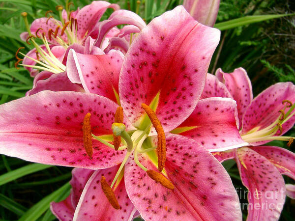 Lily Art Print featuring the photograph Oriental Lilies by Sue Melvin