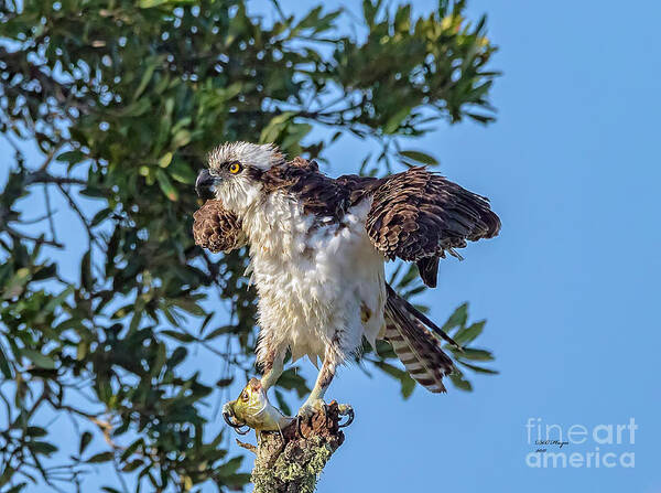 Osprey Art Print featuring the photograph Osprey With Meal by DB Hayes