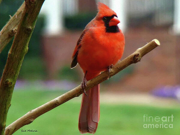 Bird Art Print featuring the photograph Out on a Limb by Sue Melvin