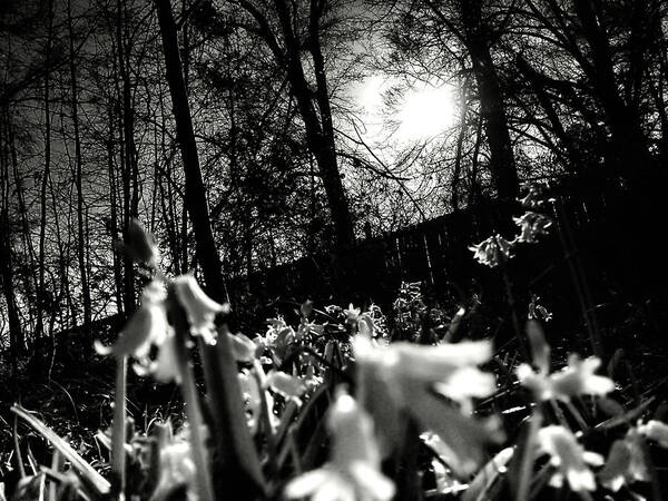 Landscape Art Print featuring the photograph Over The Fence in Black and White by Morgan Carter
