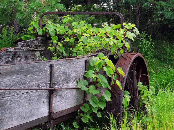 Farm Equipment Art Print featuring the photograph Overgrown Farm Implement by David T Wilkinson