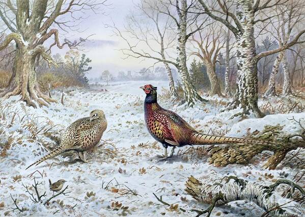 Game Bird; Snow; Woodland; Perdrix; Faisan; Troglodyte; Pheasant; Pheasants; Tree; Trees; Bird; Animals Art Print featuring the painting Pair of Pheasants with a Wren by Carl Donner