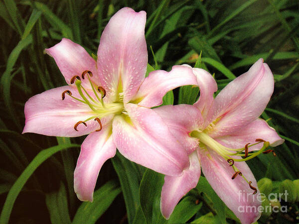 Lily Art Print featuring the photograph Pale Pink Beauties by Sue Melvin