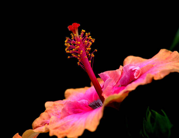 Hibiscus Art Print featuring the photograph Paleaku Hibiscus by Lori Seaman