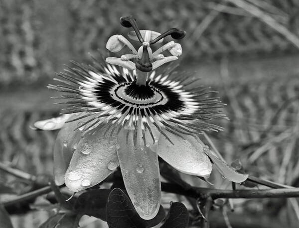 Passion Flower Art Print featuring the photograph Passion Flower and Raindrops by Jeff Townsend