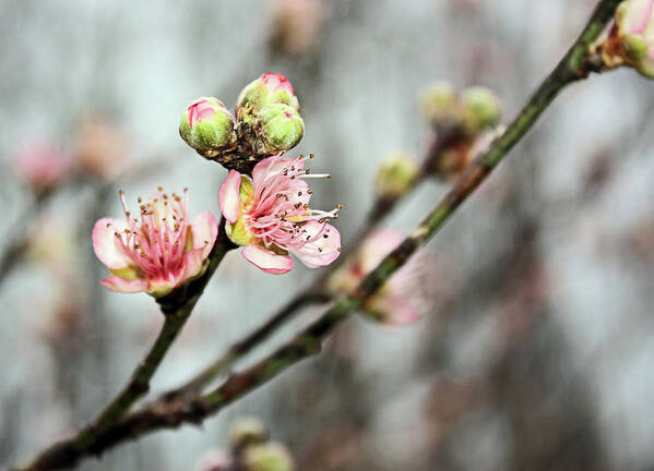 Peach Art Print featuring the photograph Peach Blossom by Kristin Elmquist