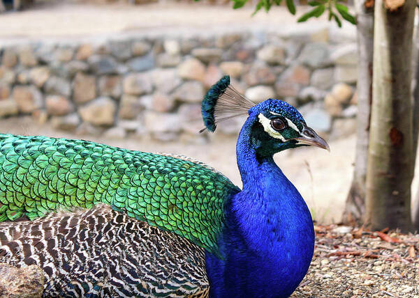 Peacock Art Print featuring the photograph Pretty Proud Peacock by Alison Frank