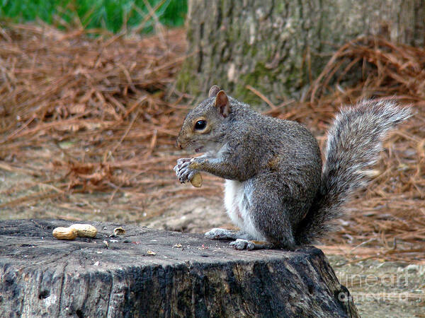 Squirrel Art Print featuring the photograph Peanut Feast by Sue Melvin